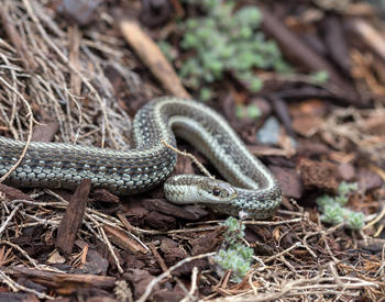 A Northwestern Garter snake on a forest floor.
