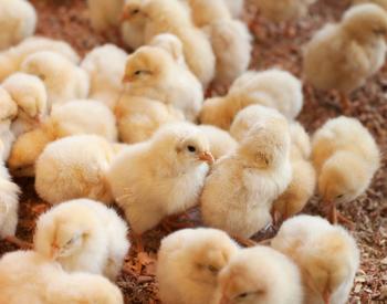 Backyard & Small Poultry Flock Management Series: Feeding the