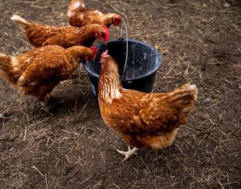 Four hens eating from a black bucket.