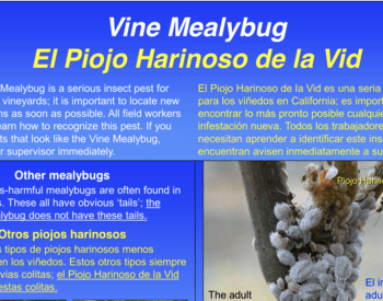 Image of Vine Mealybug poster