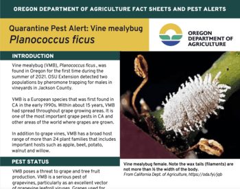 screenshot of ODA Quarantine Pest Alert for Vine mealybug poster