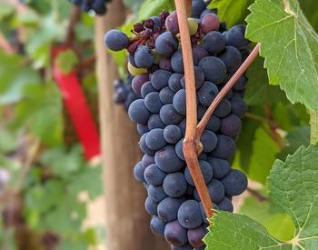 Pinot noir grapes at Oregon State University's Woodhall Vineyard.