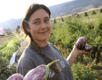 Shaina Bronstein harvests eggplant at the OSU Southern Oregon Research and Extension Center (SOREC) teaching farm in Central Point.