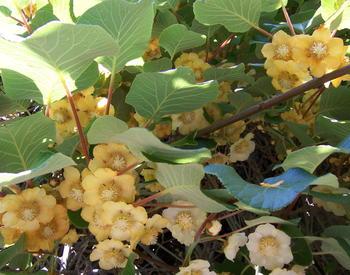 kiwi in bloom