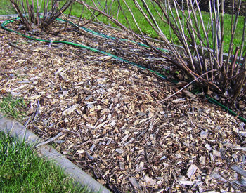 Mulch in area around base plants
