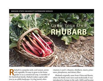 Rhubarb-German Wine-root - Canadian Organic Seed Company