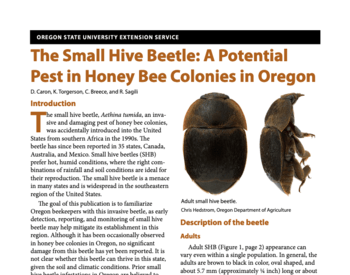 The Small Hive Beetle: A Potential Pest in Honey Bee Colonies in Oregon