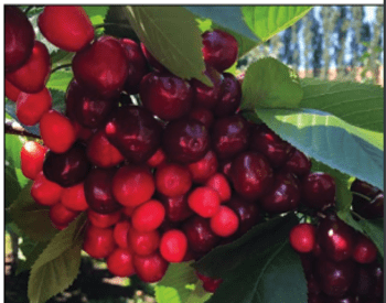 a bunch of cherries on a tree