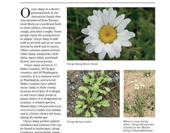 Image of Oxeye Daisy publication