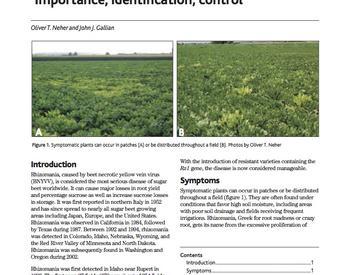 Image of Rhizomania on Sugar Beet: Importance, Identification, and Control publication