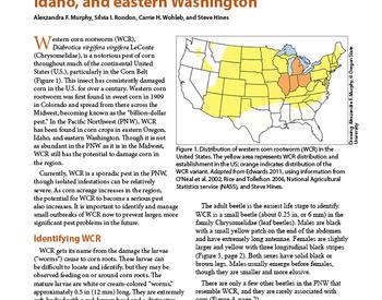 Image of Western Corn Rootworm in Eastern Oregon, Idaho, and Eastern Washington publication