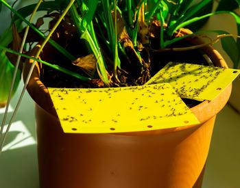 Yellow sticky traps with gnats in a potted houseplant.