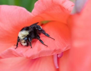 A bumble bee on a pink flower.