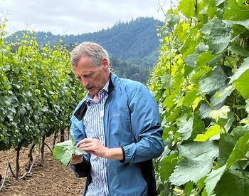Paul Schreiner, USDA-ARS, examines leaf in a vineyard