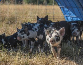 A group of young Idaho Pasture Pigs under a pasture shelter at Twisted Wood Ranch.