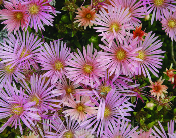 pink flowers with ray-shaped petals and yellow centers