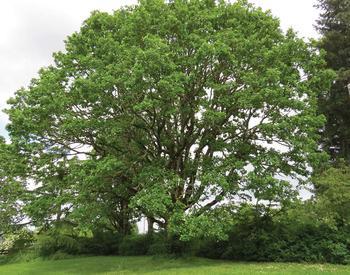tall, wide tree with many twisted limbs and dense green canopy