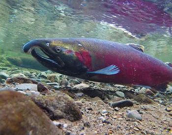 Underwater photo of coho salmon in river.