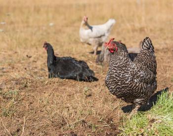 Chickens – Investigating Countryside & Angling Research Projects