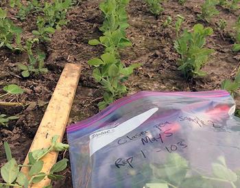 rows of young pea plants with yardstick and plastic bag in foreground