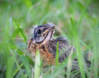 baby robin in the grass