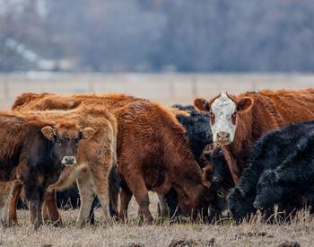 A cattle herd in winter in Union County, Oregon.