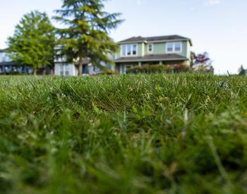 If you let your lawn go dormant in the summer, August is a good time to get your lawn back into shape.