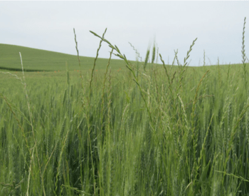 italian ryegrass in a wheat field