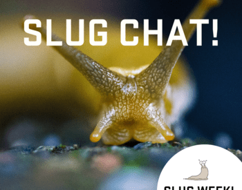 close up of banana slug, welcome to slug chat, slug and snail week