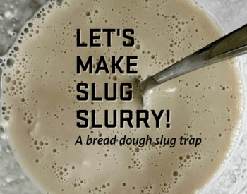 Let' make slug slurry! A bread dough slug trap, spoon in cream colored liquid