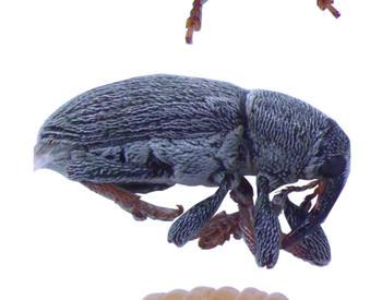 top and side views of black adult clover seed weevil, side view of ovular tan segmented larva