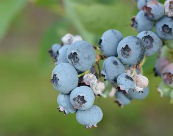 Cluster of blueberries. Some berries are mummies, appearing droopy, shriveled, and discolored.
