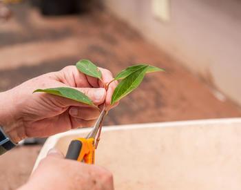 An OSU Extension Master Gardener in Curry County trims forsythia cuttings for planting.