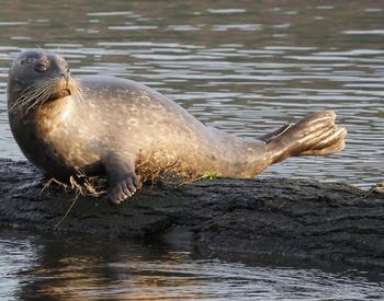 A harbor seal rests on a log in Florence, Oregon.