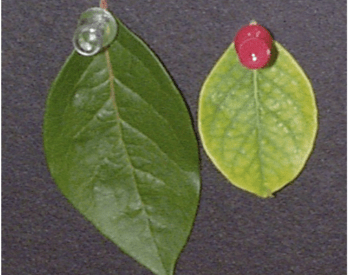 large dark green leaf at left; small pale green leaf at right with visible veins