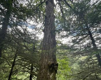tall tree in forest setting