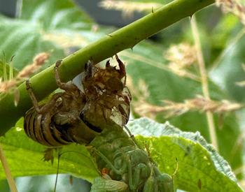 A cicada nymph sheds its skin while holding on to a raspberry plant.