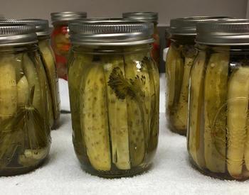 Preserved dill pickles