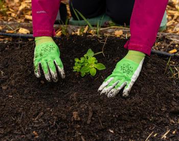 Closeup of a person wearing gardening gloves patting the soil around an herb that was just planted.