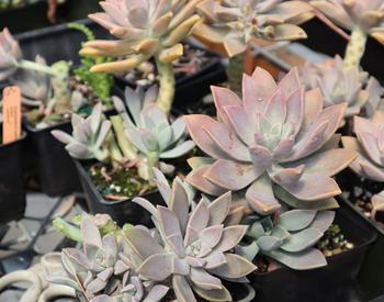 Close-up of succulent plants in containers. Their colors are pale green to pink at the top of their leaves.