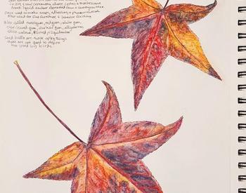 drawing of leaves and artist notes on a nature journal entry