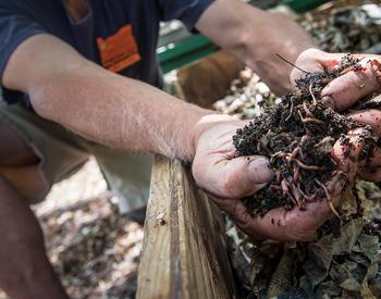 Don't worry, maggots help break down compost piles