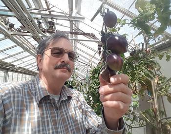 Jim Myers poses with Midnight Roma tomato.
