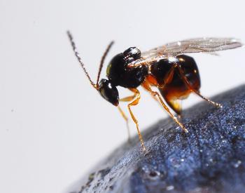 A parasitoid wasp (Ganaspis brasiliensis) attacks a spotted wing drosophila.