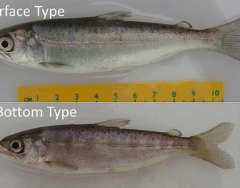 Surface Type juvenile chinook salmon are several centimeters longer than Bottom Type.