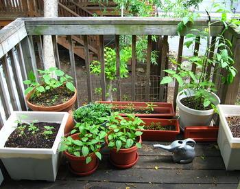 Even if all you have is a balcony, you can still grow vegetables.