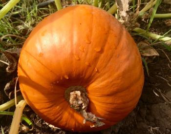 Pumpkins can sustain damage in temperatures under 50 degrees.