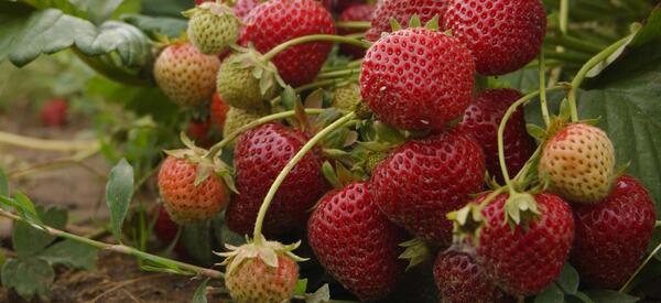 Ripe strawberries in the field at the OSU vegetable farm near Corvallis, Oregon.