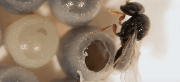 black samurai wasp emerges from insect egg