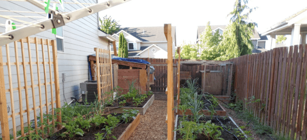 raised gardening beds with grow structure, growing plants